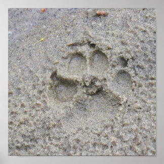 Paw Print In The Sand