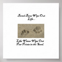 Paw Prints in the Sand