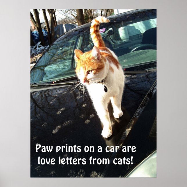 Paw Prints On A Car Are Love Letters From Cats (Front)