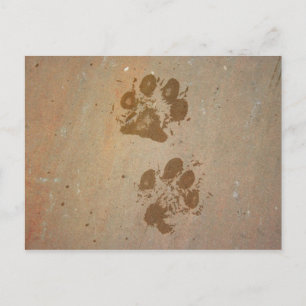 Paw Prints on Stone Postcard
