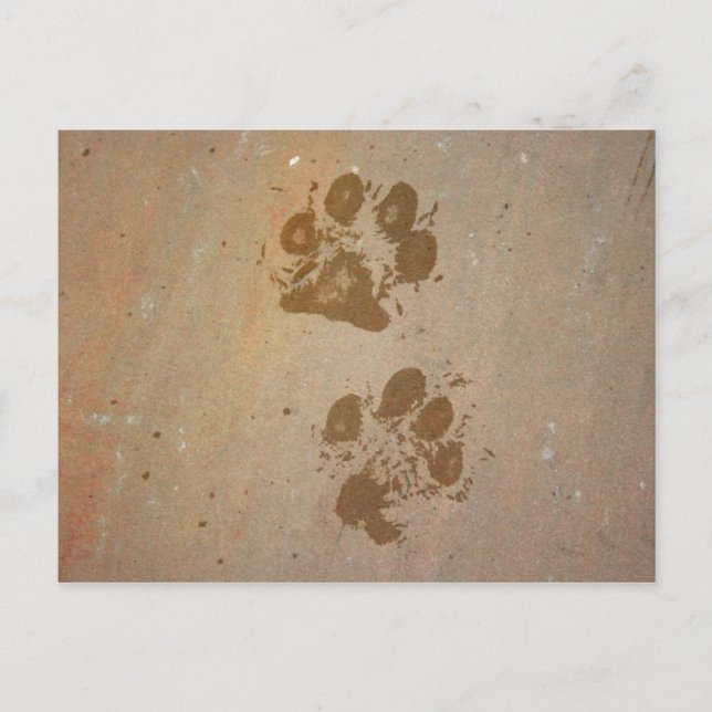 Paw Prints on Stone Postcard (Front)