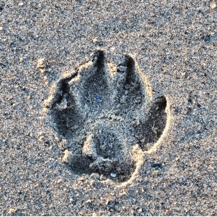 PAWPRINT IN THE SAND CERAMIC TILE