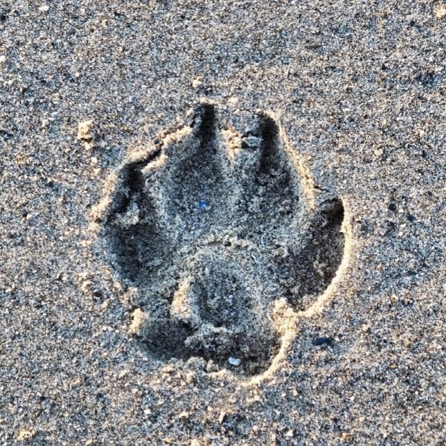 PAWPRINT IN THE SAND    CERAMIC TILE (Creator Uploaded)