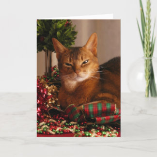 Paws For The Holidays Holiday Card