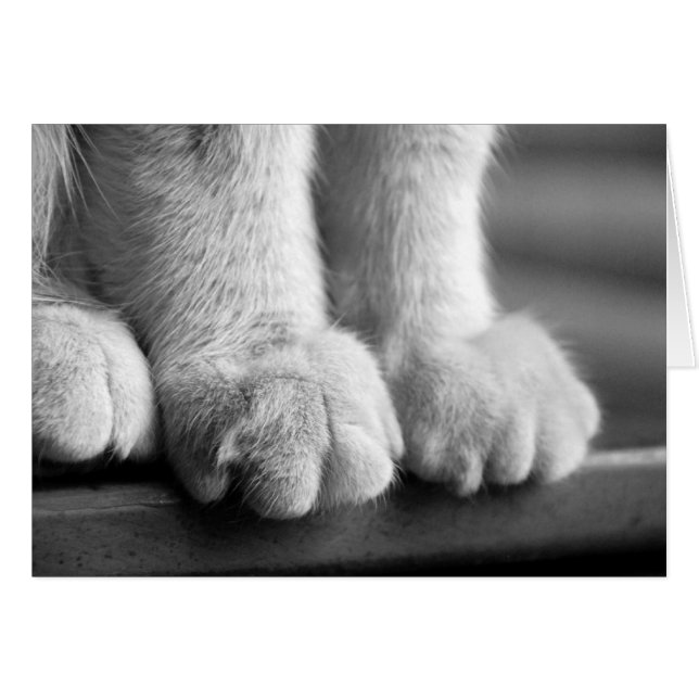 Paws of Legend (Front Horizontal)