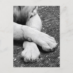 Paws Postcard