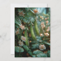 Pea in the Pod | Sweet Sprouts