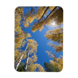 Peace and serenity in the Aspen's Magnet