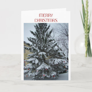 Peace At Christmas, Snowy Pine Holiday Card