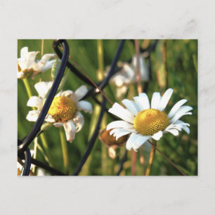 Peace behind the fence. Illustrative in flowers. Postcard
