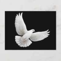 Peace Dove Postcard
