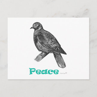 Peace Dove Postcard