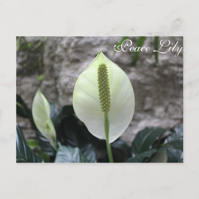 Peace Lily # 3 Postcard (Front)