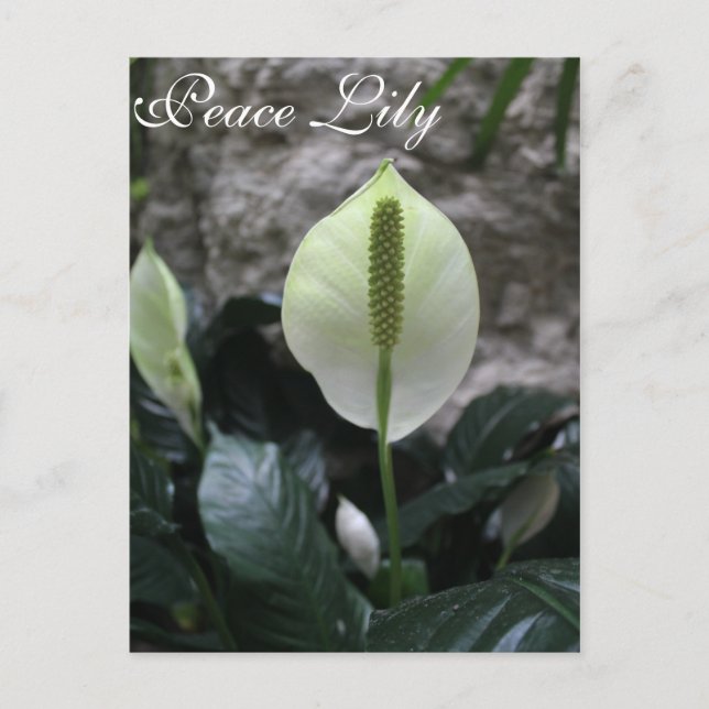 Peace Lily # 4 Postcard (Front)