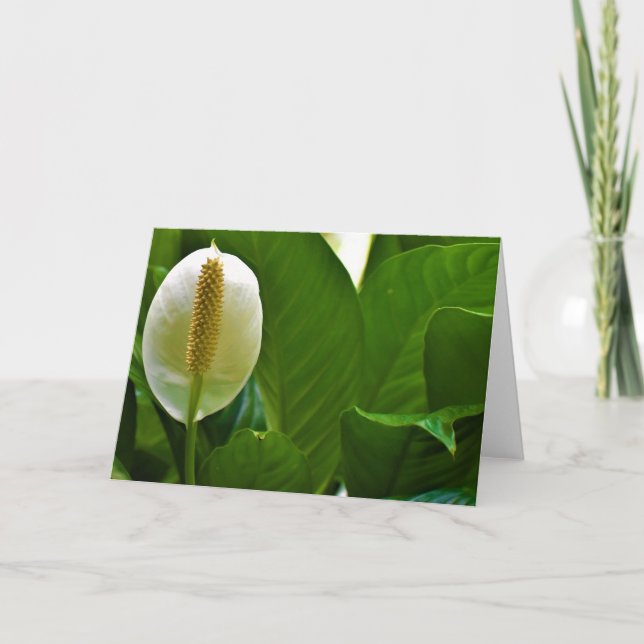 Peace Lily, card (Front)