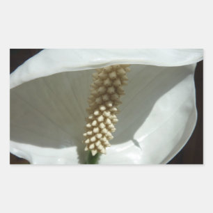 Peace Lily Elegant White Floral Rectangular Sticker