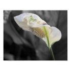 Peace Lily - Selective Colour