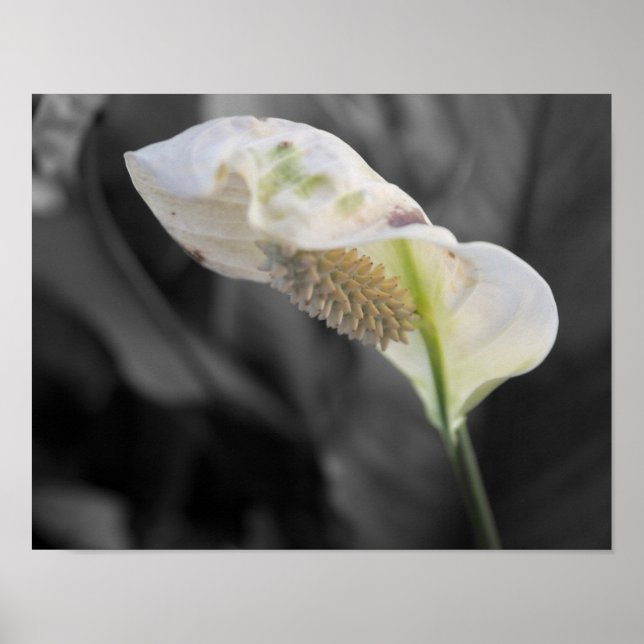 Peace Lily - Selective Colour Poster (Front)