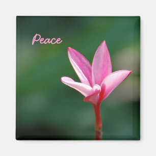 Peace Magnet