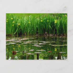 Peace Postcard
