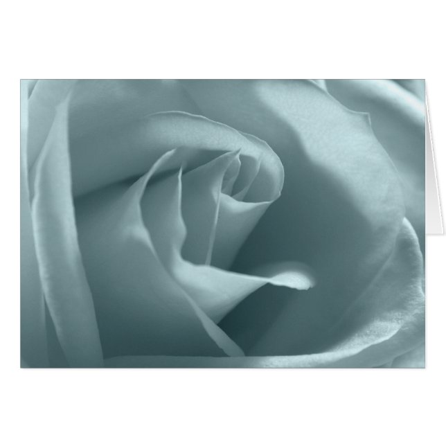 Peace Rose (Front Horizontal)