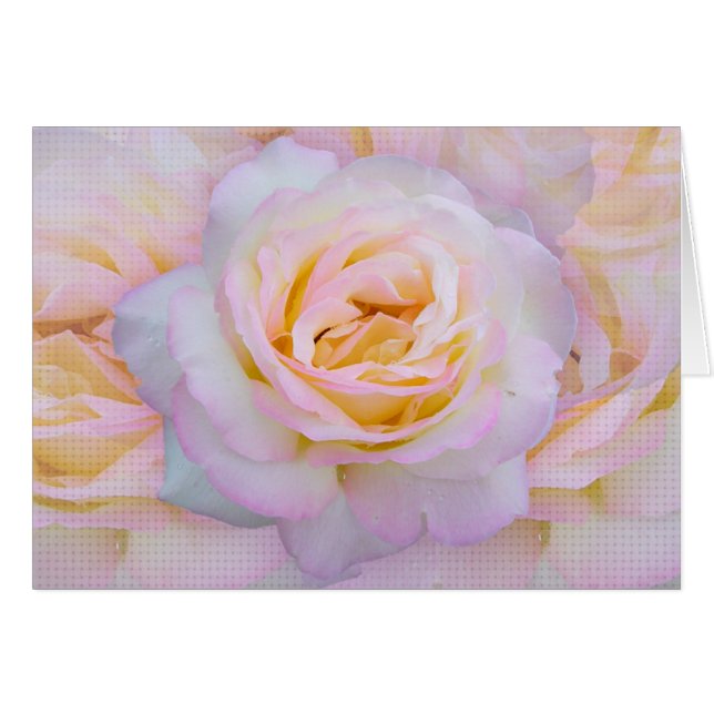 Peace rose (Front Horizontal)