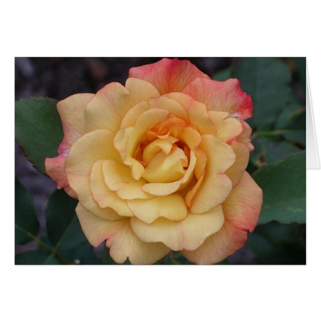 Peace Rose Beautiful Pink and Yellow Floral (Front Horizontal)