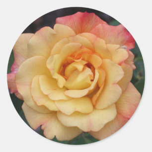 Peace Rose Beautiful Pink and Yellow Floral Classic Round Sticker