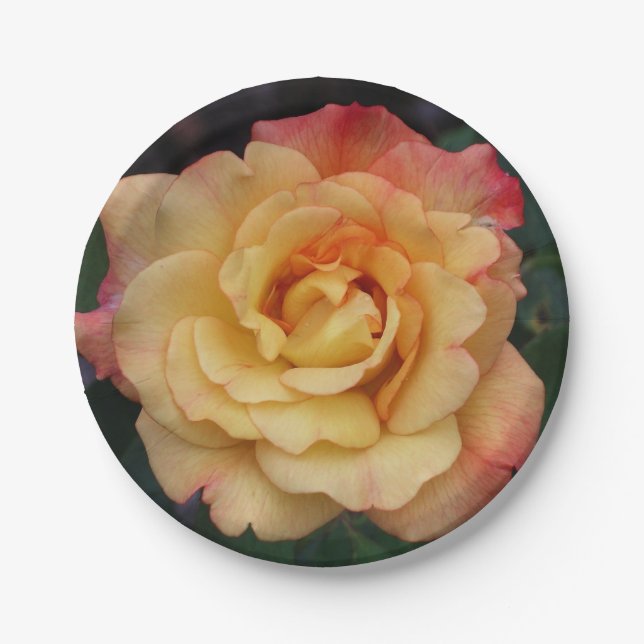 Peace Rose Beautiful Pink and Yellow Floral Paper Plate (Front)