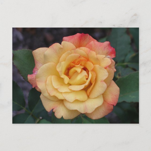 Peace Rose Beautiful Pink and Yellow Floral Postcard (Front)
