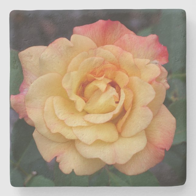 Peace Rose Beautiful Pink and Yellow Floral Stone Coaster (Front)