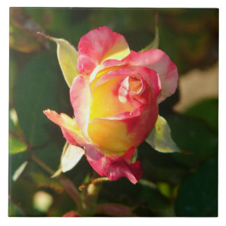 Peace Rose Bud Pink Yellow Petals Nature Photo Ceramic Tile