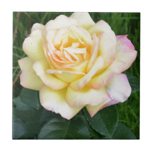 Peace rose ceramic tile