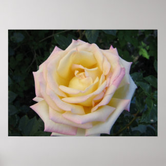 Peace Rose Poster