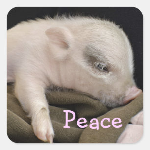 Peace Sticker with Piggy Design