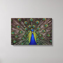 Peacecock