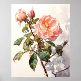 Peaceful Climbing Rose in Bloom Watercolor Poster