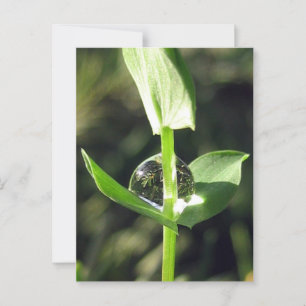 Peaceful Close Up Dew on Clover Nature Meditation Postcard