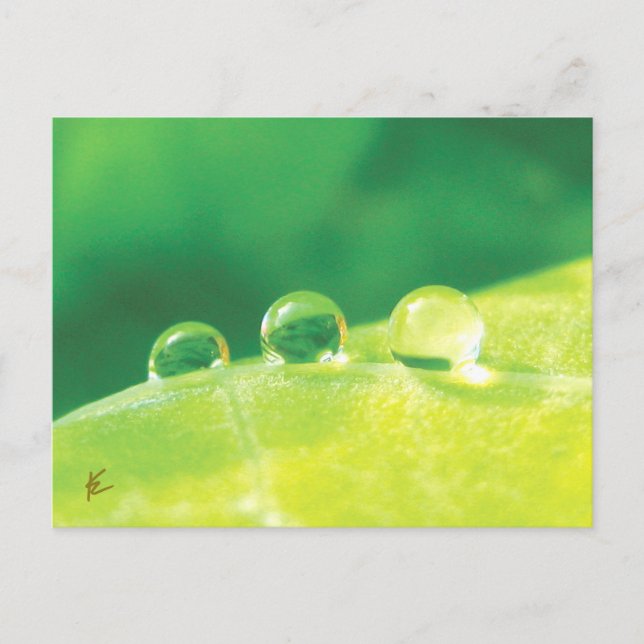 Peaceful, Elegant, Dew Drops on Leaf Nature Postcard (Front)