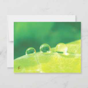 Peaceful, Elegant, Dew Drops on Leaf Nature Postcard