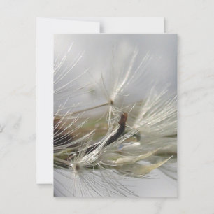 Peaceful, Elegant, Shimmering Dandelion Poof Postcard