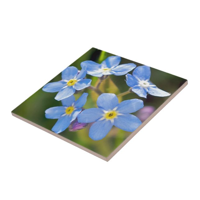 Peaceful Floral Forget Me Not Ceramic Tile (Side)