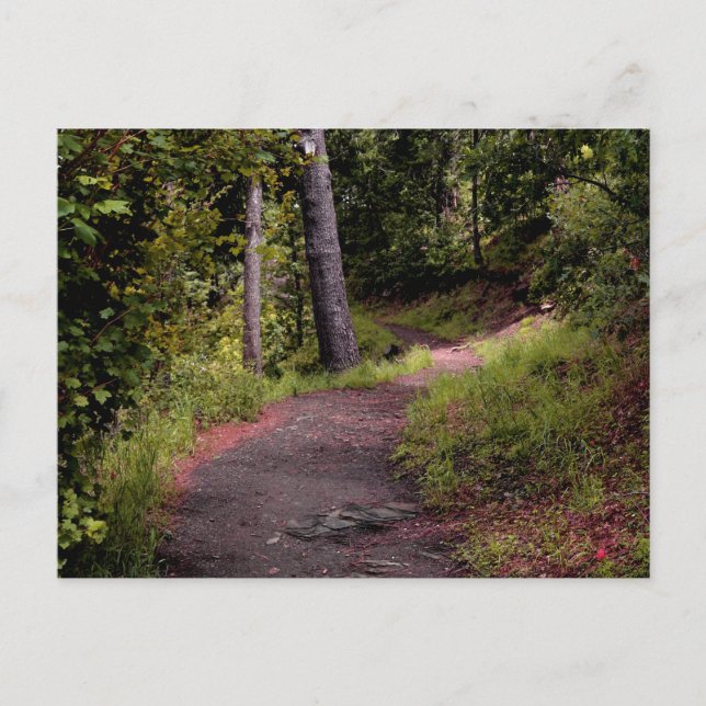 Peaceful Forest Trail on Mount Lemmon Postcard (Front)