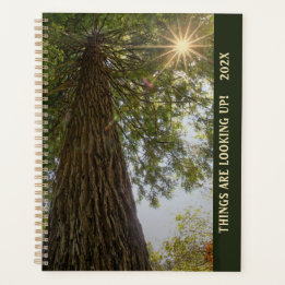 Peaceful Forest with Golden Light Planner
