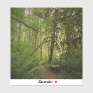 Peaceful Green Forest Trail in Washington