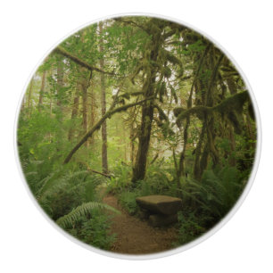 Peaceful Green Forest Trail in Washington Ceramic Knob