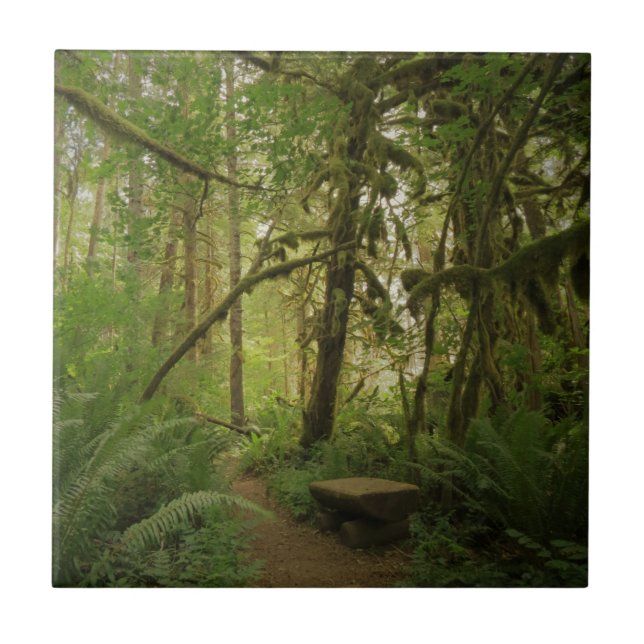 Peaceful Green Forest Trail in Washington Ceramic Tile (Front)