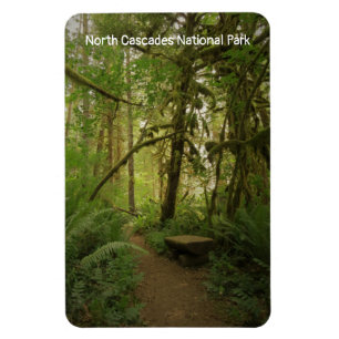 Peaceful Green Forest Trail Washington Magnet