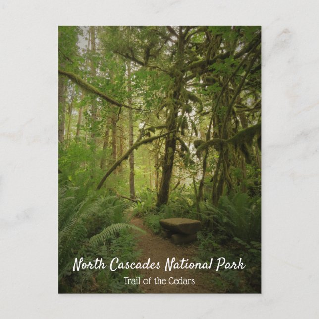 Peaceful Green Forest Trail Washington Postcard (Front)