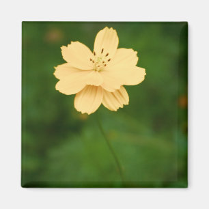 Peaceful Harmony Magnet